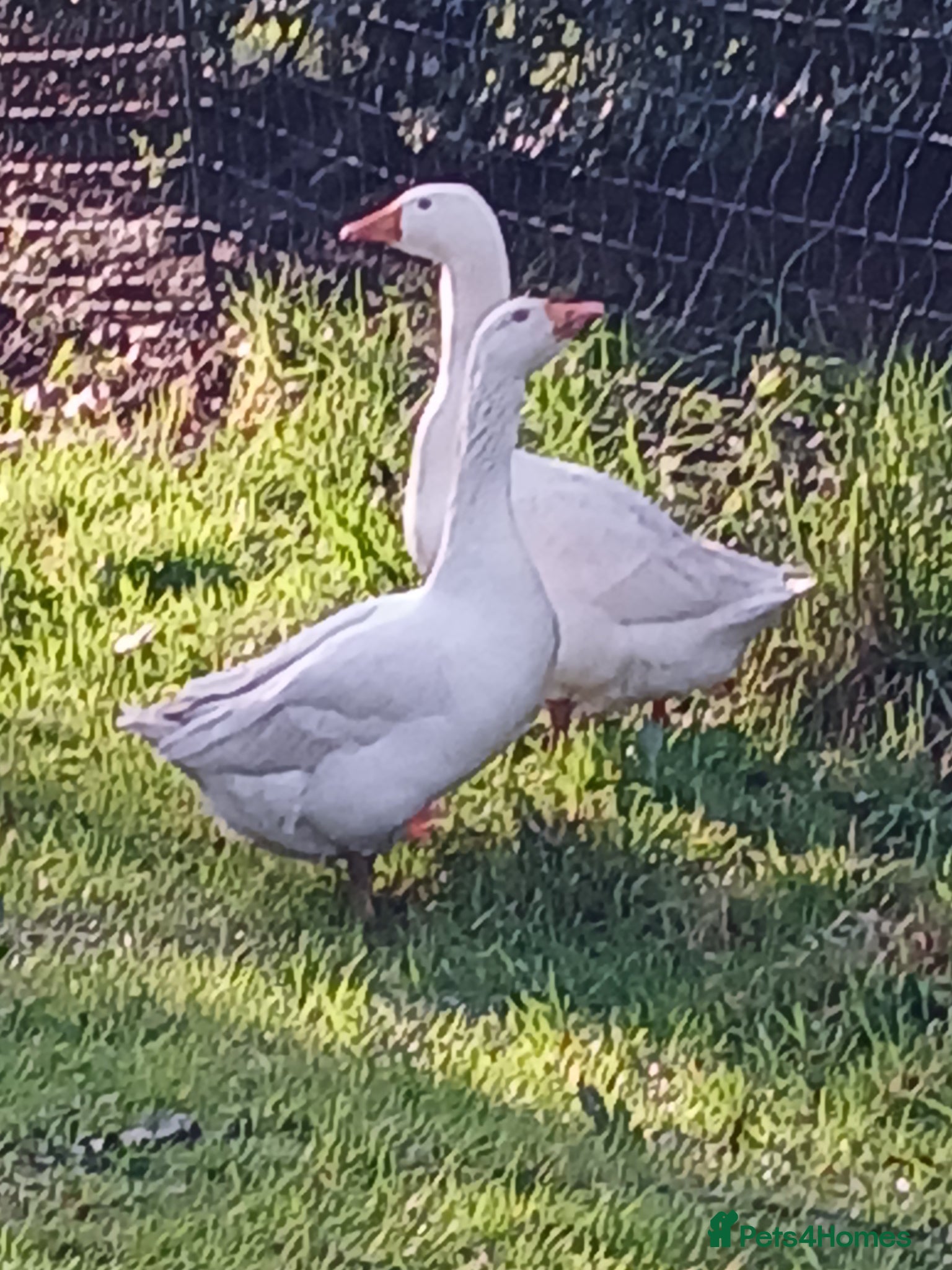 Geese poultry 2 Embden Ganders for Sale - Advert 2