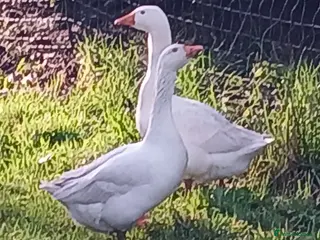 Geese poultry 2 Embden Ganders for Sale - Advert 1