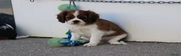 Cavalier King Charles Spaniel dogs for sale: PUG x CAVALIER puppies for sale  - Advert 5