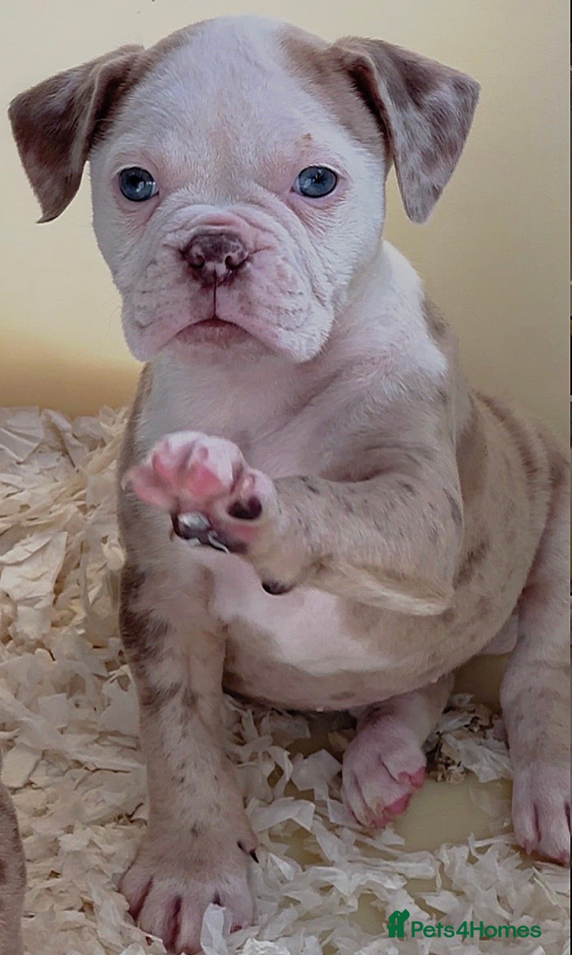 Old Tyme Bulldog dogs 23 YEARS, EXPERIENCE, 5 STAR RATED, LICENSED - Advert 6