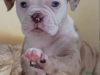 Old Tyme Bulldog dogs 23 YEARS, EXPERIENCE, 5 STAR RATED, LICENSED - Advert 6