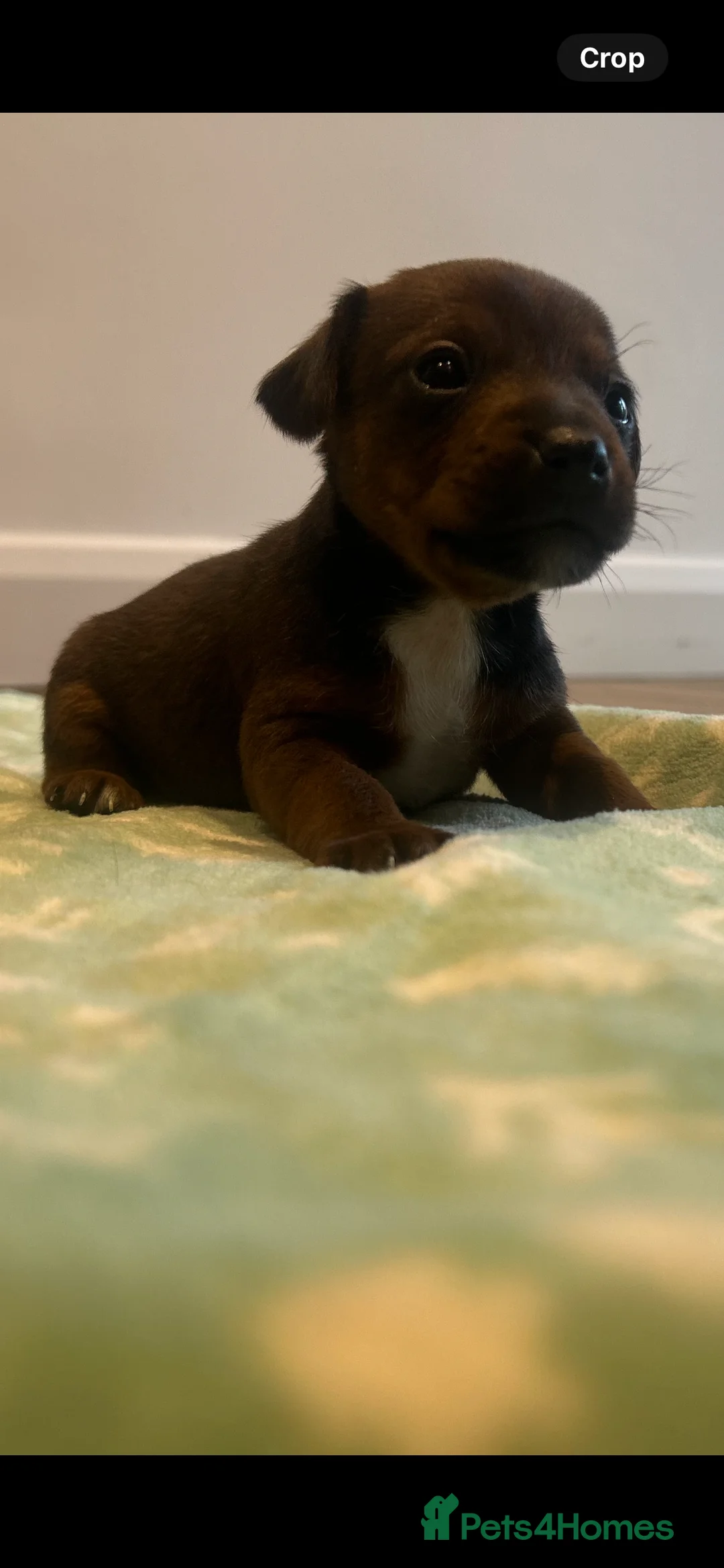 Mixed Breed dogs for sale: Patterdale X Jack Russell  - Advert 10