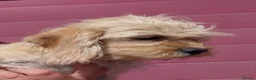 Jackapoo dogs for sale: Fluffy Jackapoo × Cavalier King Charles Puppy in Chichester - Advert 9
