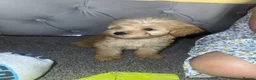 Maltipoo dogs for sale: Multipoo  - Advert 12