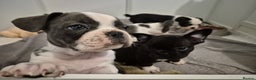 French Bulldog dogs for sale: french bulldog puppies - Advert 2