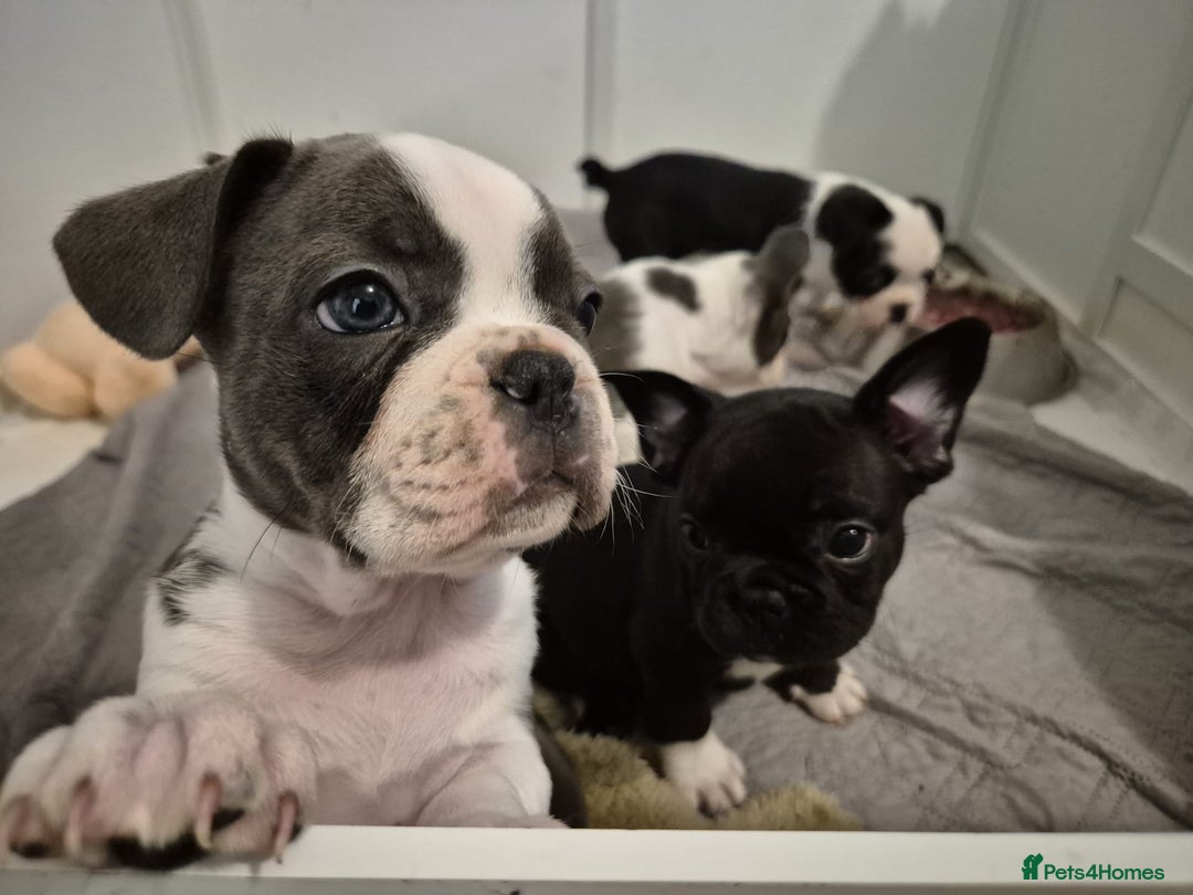French Bulldog dogs for sale: french bulldog puppies - Advert 2
