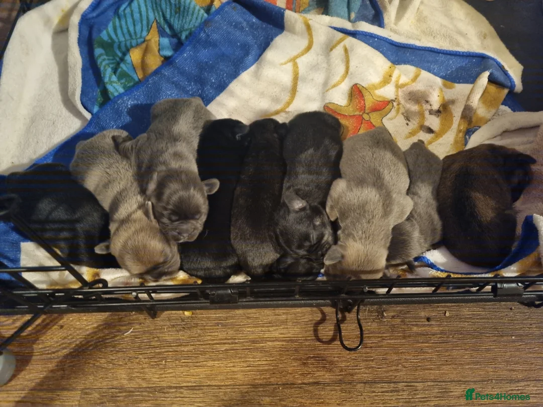 Mixed Breed dogs for sale: French bulldog x shihtzu puppies - Advert 2