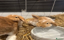 Mini Lop rabbits for sale: 2 beautiful mini lop girls available now - Image 4