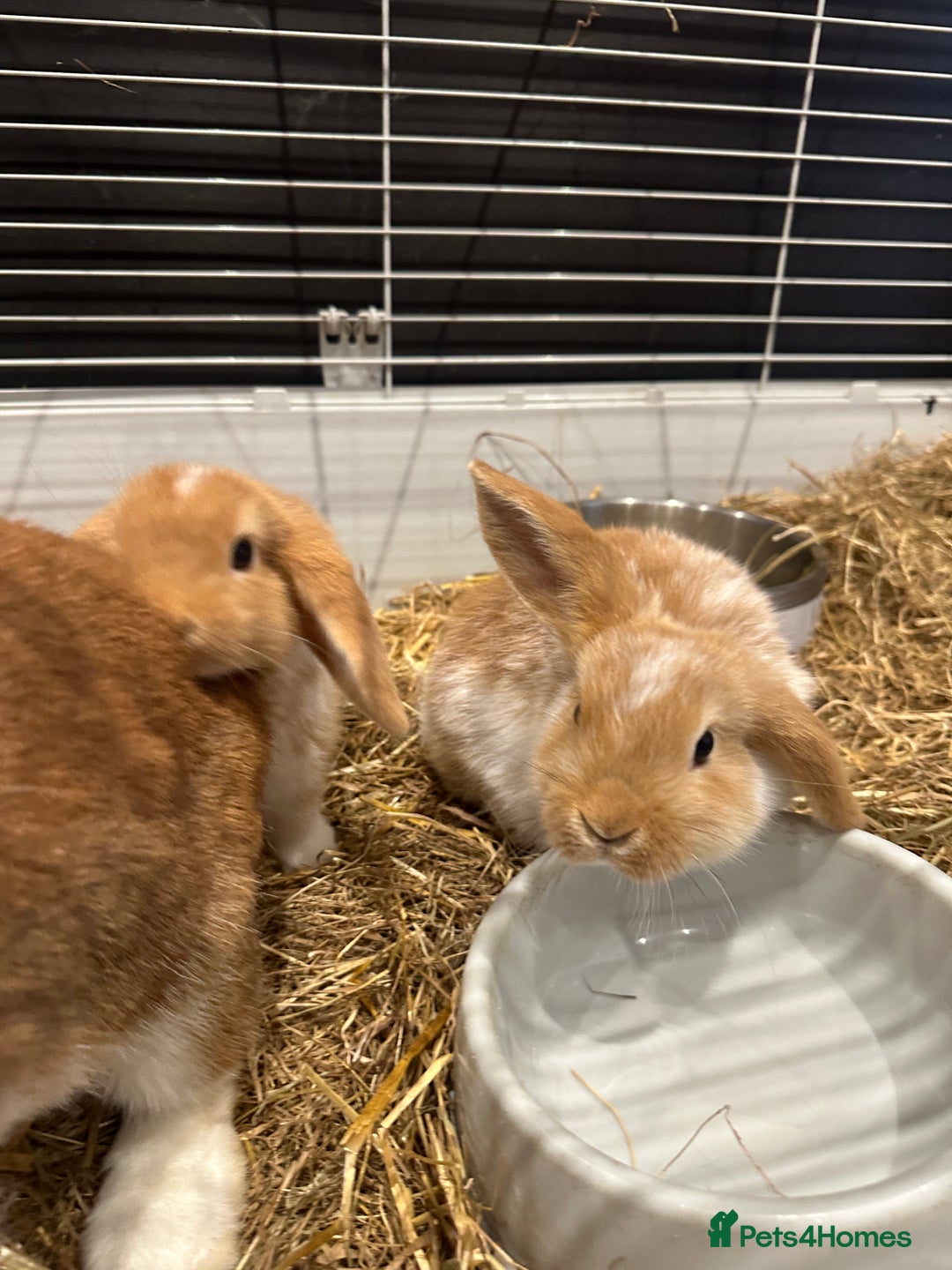 Mini Lop rabbits for sale: 2 beautiful mini lop girls available now - Image 4