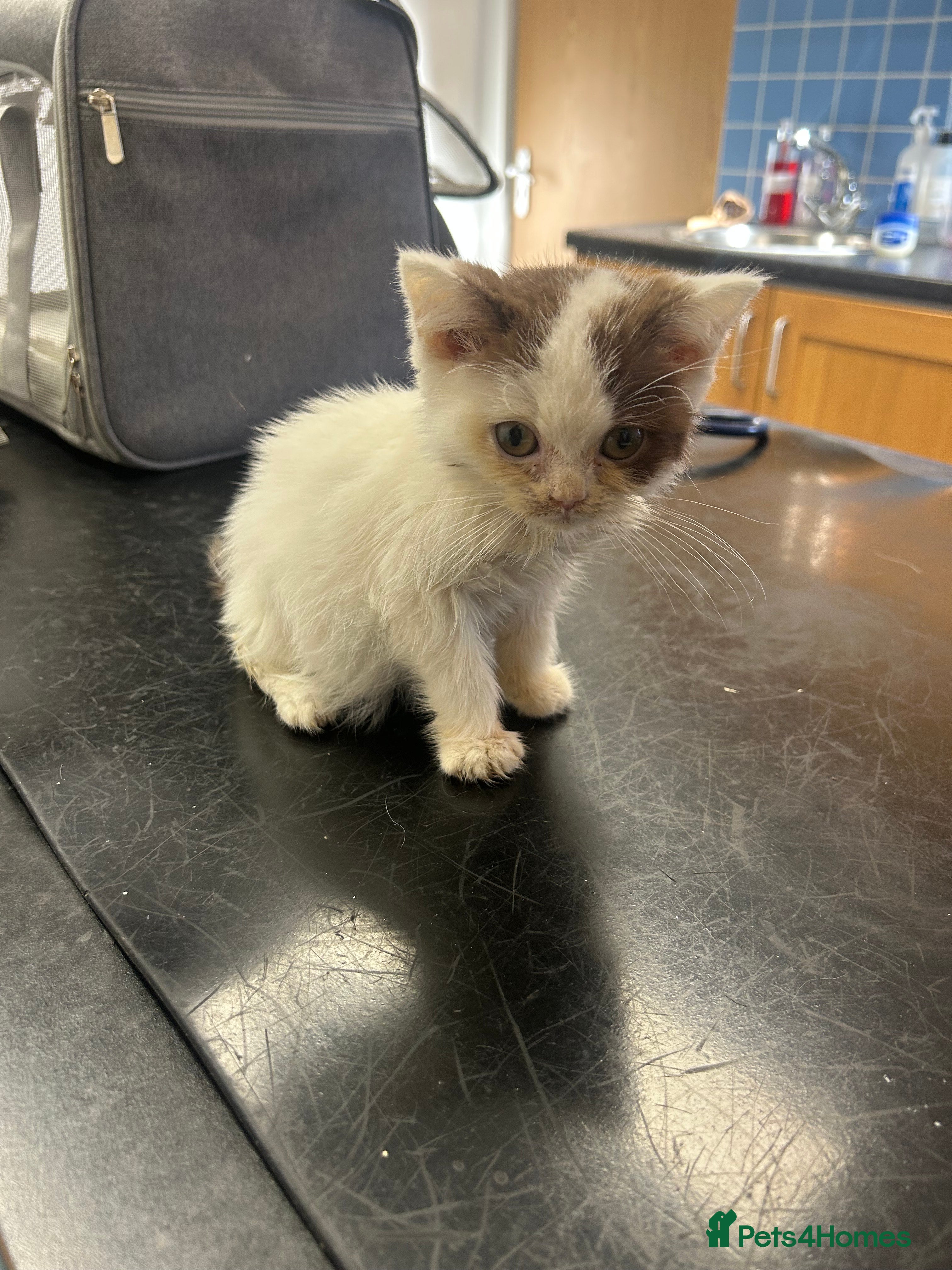 Aegean cats testt - Advert 13