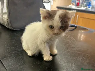 Aegean cats testt - Advert 13