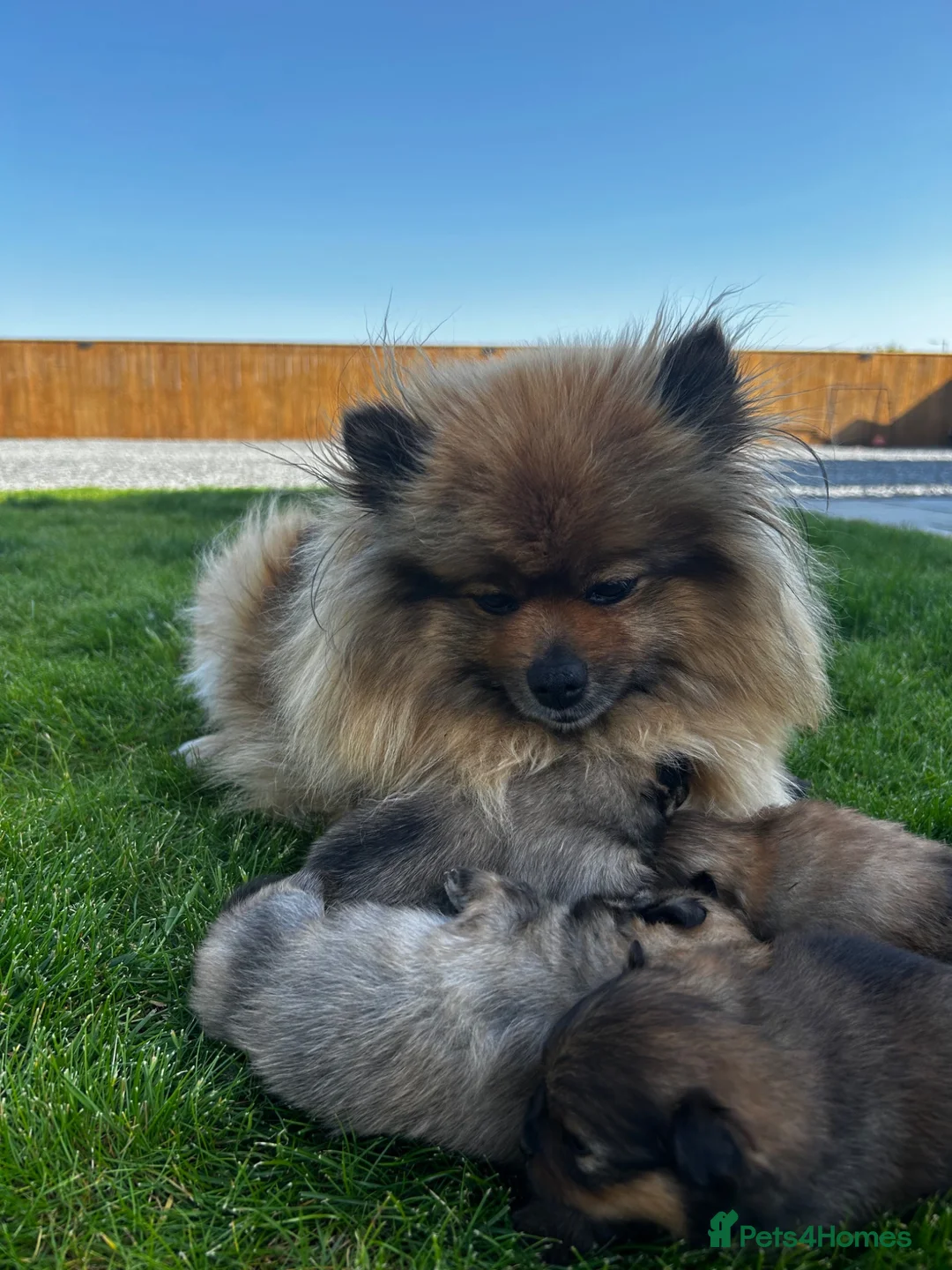 Pomeranian dogs for sale: Kc full pedigree Pomeranians  - Advert 14