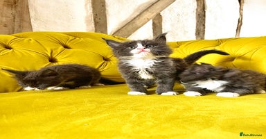 Maine Coon cats - Advert 2