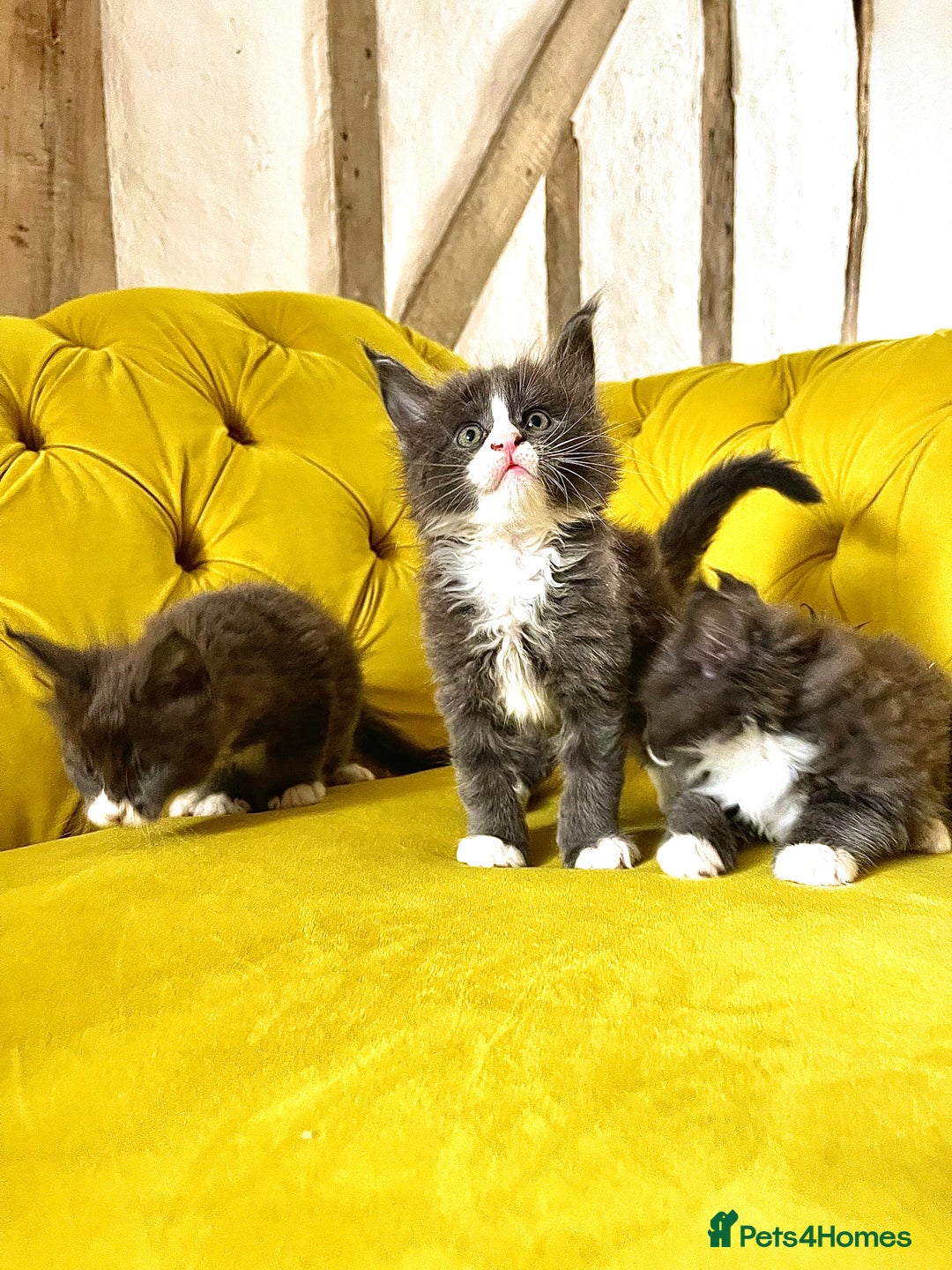 Maine Coon cats for sale: 😻GCCF HUGE RUSSIAN/GERMAN IMPORT MC KITTENS 😻 - Image 8