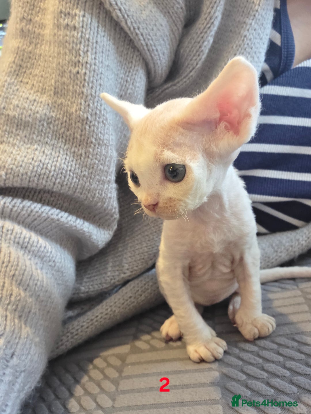 Devon Rex cats for sale: ✨ Beautiful Devon Rex Kittens – GCCF Registered ✨ - Advert 18