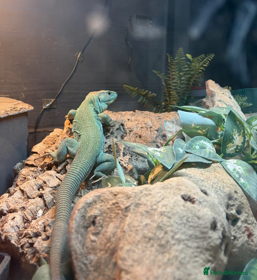 Lizard reptiles for sale: Jewelled Lacerta lizard for sale  - Advert 6