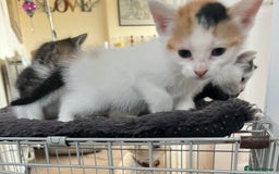 Mixed Breed cats for sale: CLEMMIE’S CUTIES- reduced price due to holidays  - Image 23
