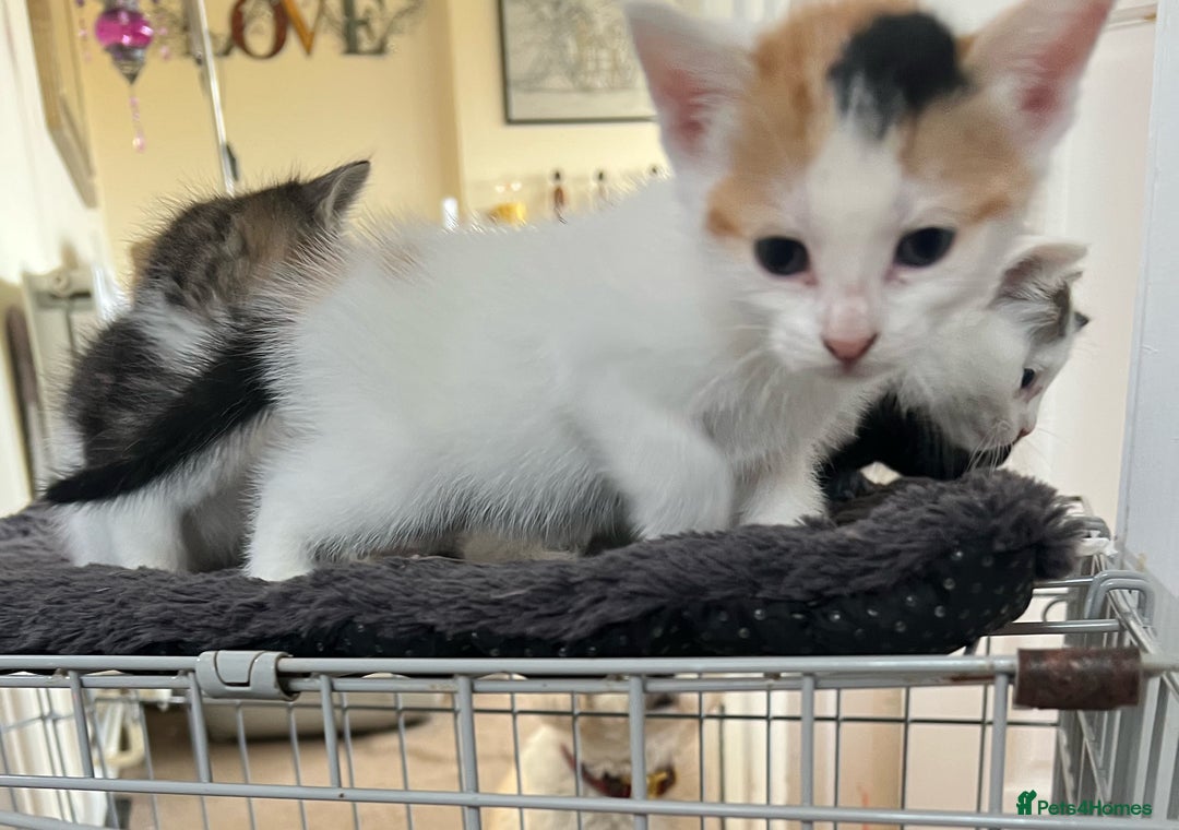 Mixed Breed cats for sale: CLEMMIE’S CUTIES- reduced price due to holidays  - Image 23