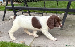 English Springer Spaniel dogs for sale: GAMEKEEPER BRED SPRINGER SPANIEL PUPS - Image 19