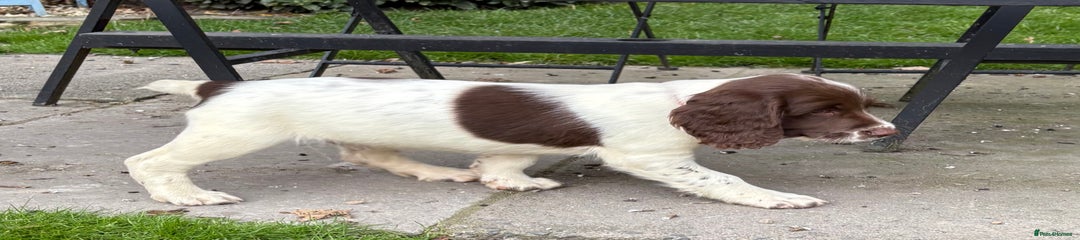 English Springer Spaniel Puppy 5