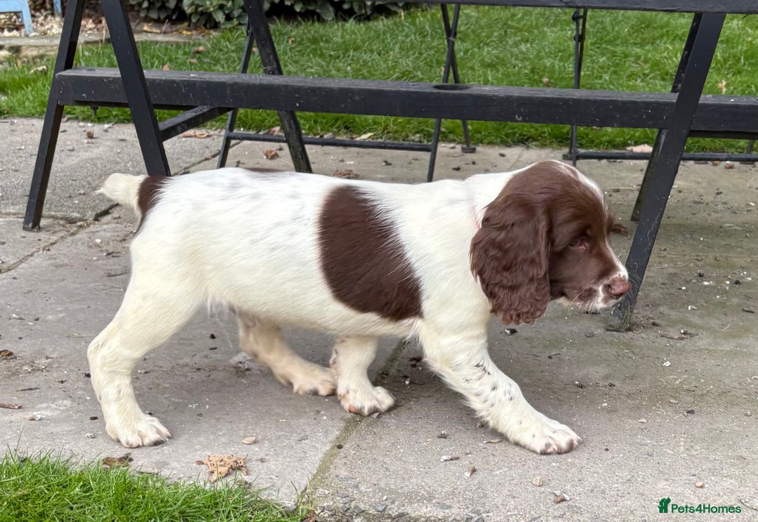 English Springer Spaniel dogs for sale: GAMEKEEPER BRED SPRINGER SPANIEL PUPS - Image 19