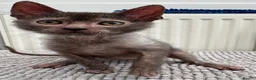 Lykoi cats for sale: Lykoi Kittens Ready Now  - Advert 1