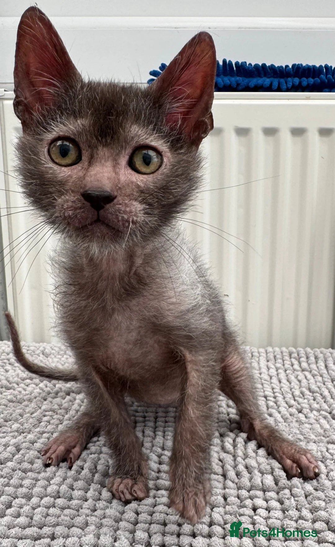 Lykoi cats for sale: Lykoi Kittens Ready Now  - Advert 1