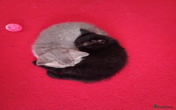 British Shorthair cats for sale: Beautiful British shorthair kittens 90£ for two in West Drayton - Image 2