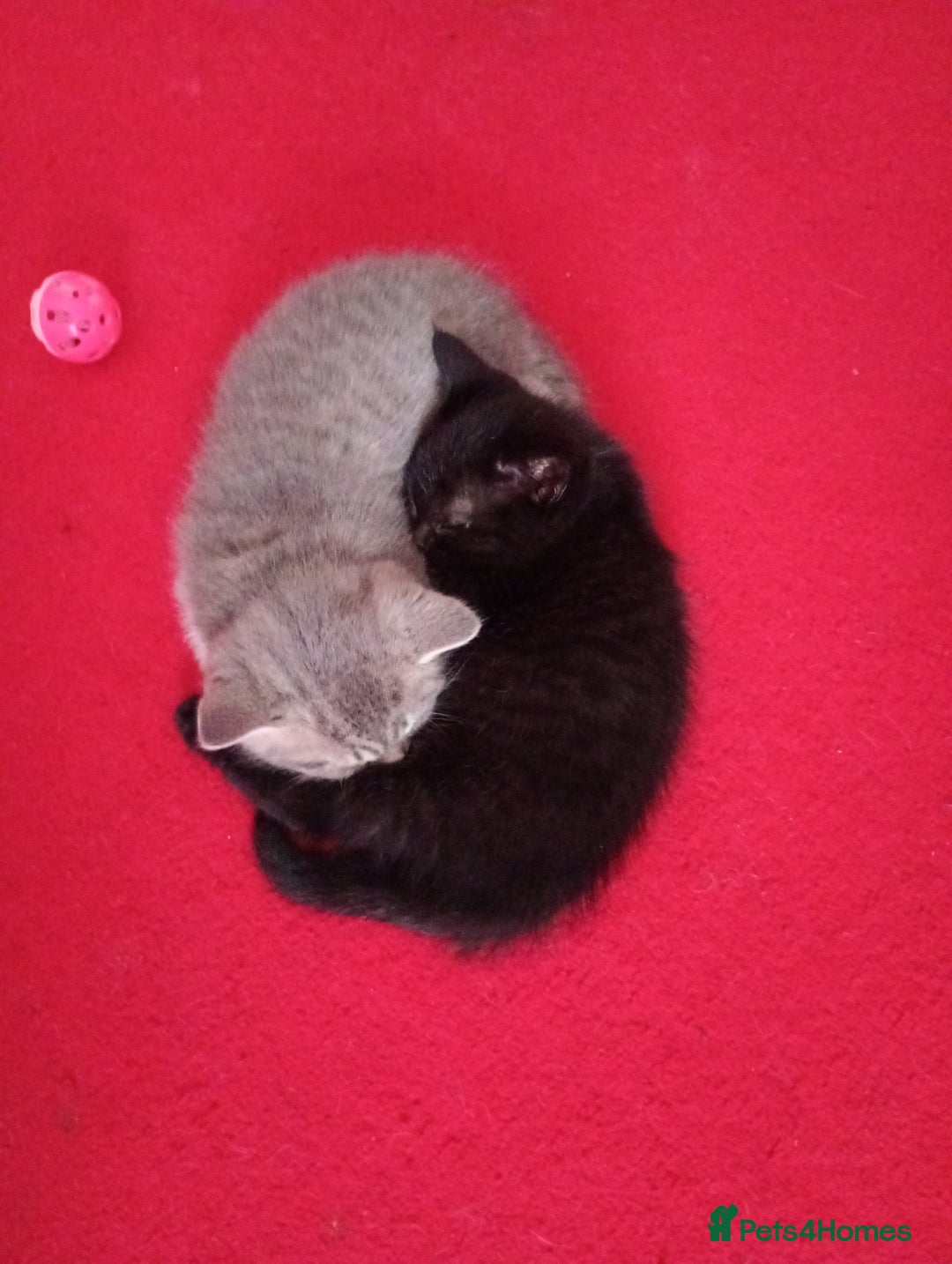 British Shorthair cats for sale: Beautiful British shorthair kittens 90£ for two in West Drayton - Image 2
