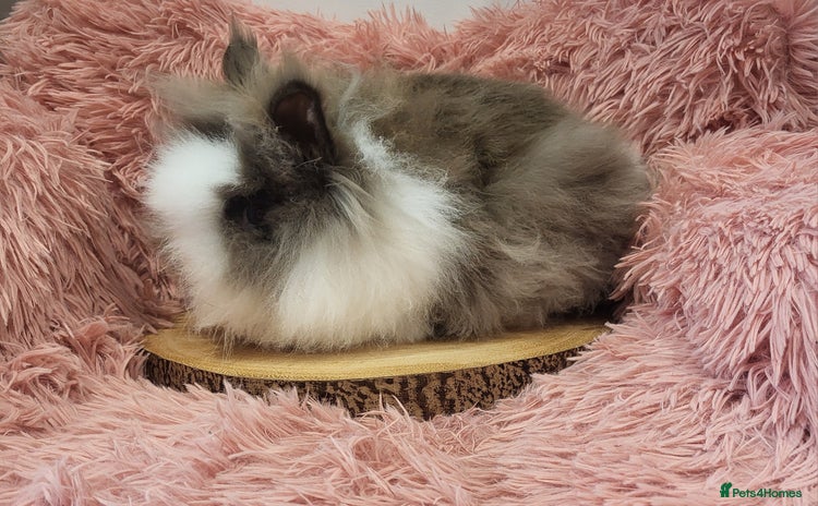 Lionhead rabbits - Advert 18