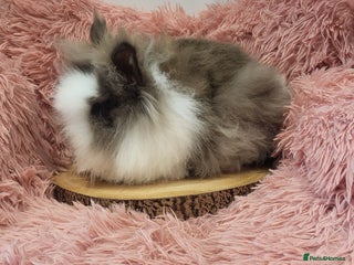 Lionhead rabbits - Advert 3