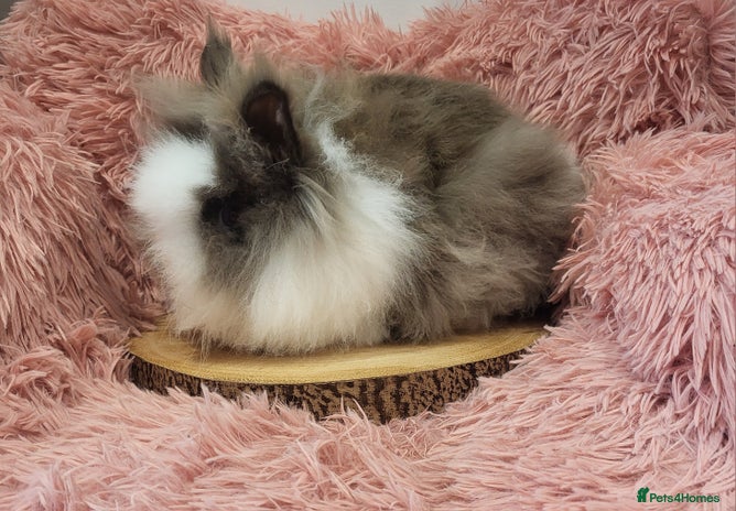 Lionhead rabbits - Advert 2