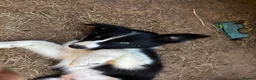 Border Collie dogs for sale: Stunning Border Collies - Advert 8