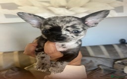Chihuahua dogs for sale: Beautiful black merle boy left dwkc - Image 1