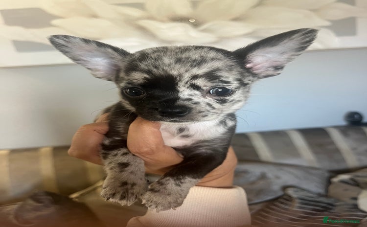 Chihuahua dogs - Advert 2