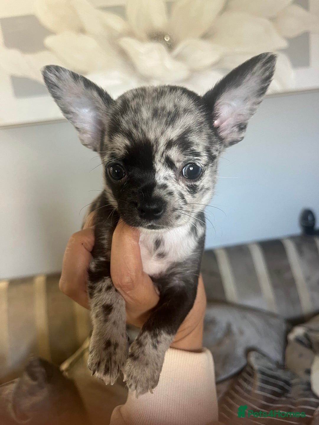 Chihuahua dogs for sale: Beautiful black merle boy left dwkc - Image 1