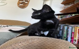 Mixed Breed cats for sale: Male black kitten - ready now - Image 9