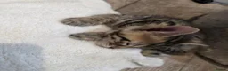 Bengal cats for sale: Beautiful Bengal Kittens – Loving Homes Only  - Advert 10