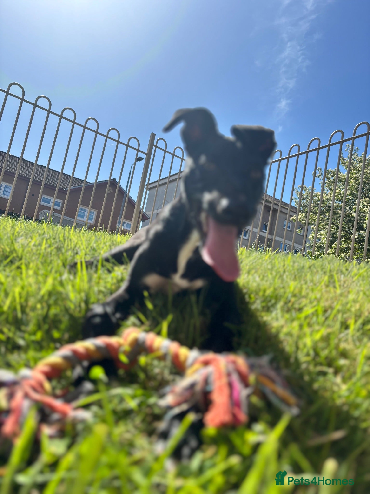 Lurcher dogs Puppy needing new home asap  - Advert 8