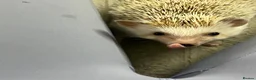 Pygmy Hedgehog rodents for sale: Female African Pygmy Hedgehog and full set up in Leighton Buzzard - Advert 3