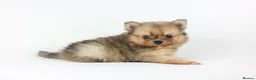 Pomeranian dogs for sale: Pomeranian Puppies - Advert 11