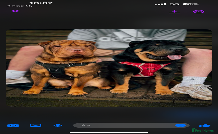 Shar Pei dogs - Advert 3