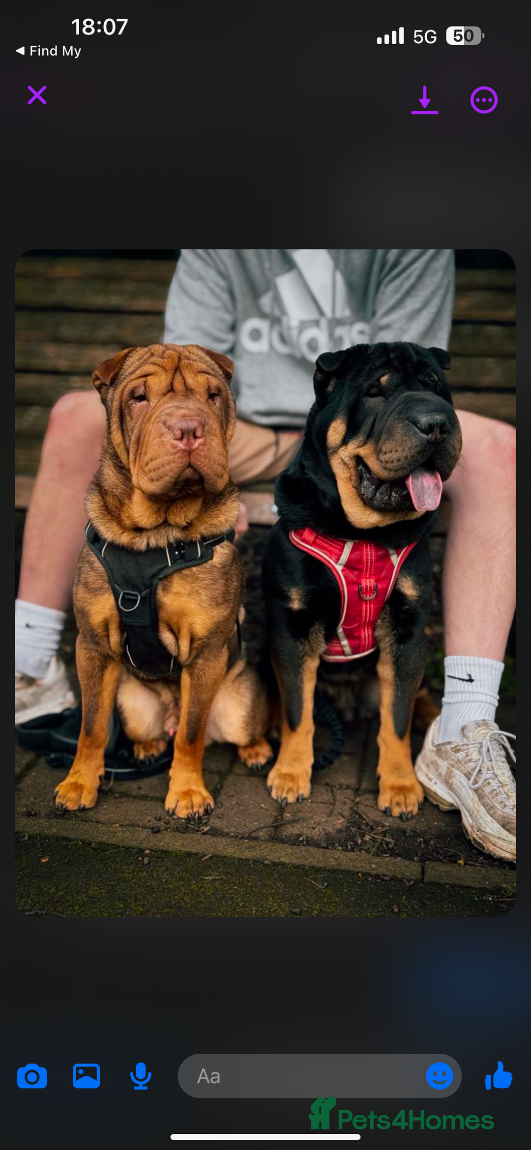 Shar Pei dogs for stud: Shar Pei studs - Image 1