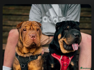 Shar Pei dogs - Advert 3