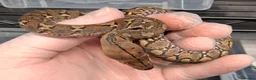 Python Snake reptiles for sale: Malayopython's Dwarf - Super Dwarfs - Advert 7