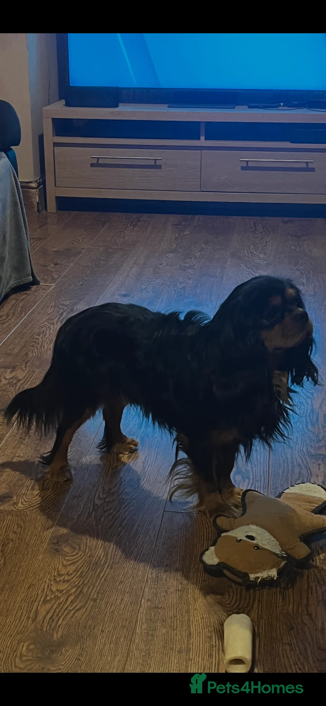 Cavalier King Charles Spaniel dogs for stud: Black/tan boy for stud - Advert 5