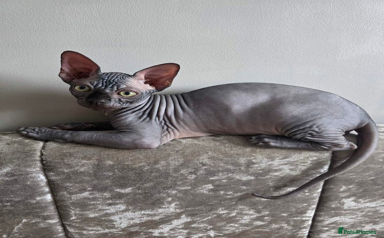 Sphynx cats - Advert 5