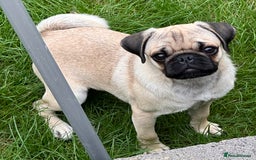 Pug dogs for sale: FAWN PUG PUPPY GIRL - Image 1