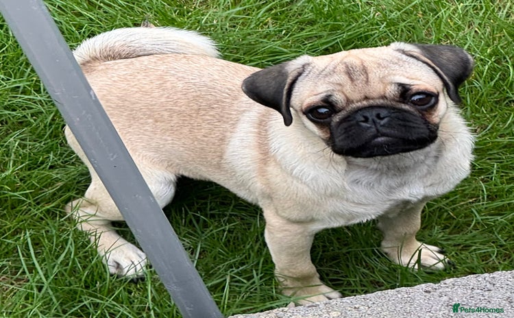 Pug dogs - Advert 14