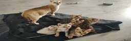 Bengal cats for sale: Bengal kittens - Advert 3